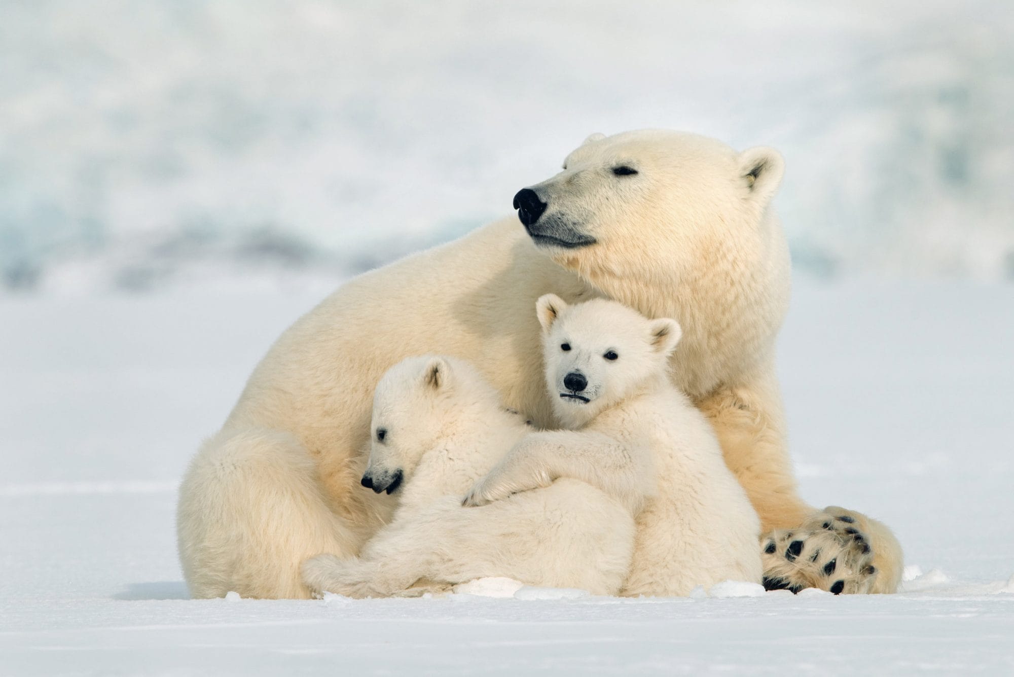 Famille ours blanc